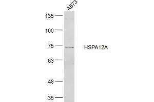 A673 lysates probed with HSPA12A Polyclonal Antibody, Unconjugated  at 1:300 dilution and 4˚C overnight incubation. (HSPA12A antibody  (AA 531-630))