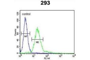 Flow cytometric analysis of 293 cells (right histogram) compared to a negative control cell (left histogram) using MPP6 Antibody , followed by FITC-conjugated goat-anti-rabbit secondary antibodies. (MPP6 antibody  (Middle Region))
