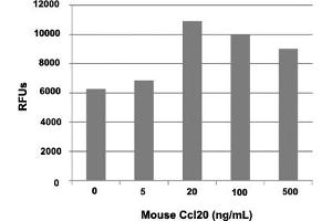 Human T cells were allowed to migrate to mouse Ccl20 at (0, 5, 20, 100 and 500 ng/mL). (CCL20 Protein)