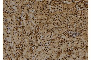 ABIN6274031 at 1/100 staining Mouse kidney tissue by IHC-P. (HIST1H1E antibody  (pThr18))