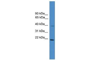 WB Suggested Anti-DNAJB4  Antibody Titration: 0.