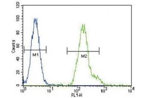CEBPA antibody flow cytometric analysis of HeLa cells (green) compared to a negative control (blue). (CEBPA antibody  (AA 304-330))