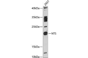 Western blot analysis of extracts of 293T cells, using NTS antibody  at 1:3000 dilution. (Neurotensin antibody  (AA 24-148))