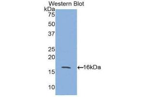 Western Blotting (WB) image for anti-Activin A Receptor, Type IIA (ACVR2A) (AA 20-135) antibody (ABIN1857881) (ACVR2A antibody  (AA 20-135))