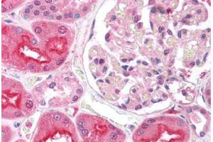 Human Kidney (formalin-fixed, paraffin-embedded) stained with EIF2AK2 antibody ABIN213926 at 5 ug/ml followed by biotinylated goat anti-rabbit IgG secondary antibody ABIN481713, alkaline phosphatase-streptavidin and chromogen. (EIF2AK2 antibody  (N-Term))