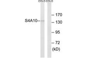 Western blot analysis of extracts from COLO cells, using SLC4A8/10 Antibody. (SLC4A8/10 antibody  (AA 411-460))