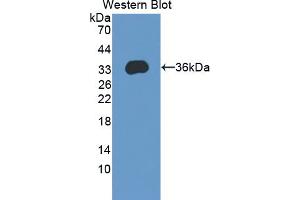Figure. (KHDRBS1 antibody  (AA 152-381))