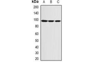 Western blot analysis of SBP-2 expression in MCF7 (A), Hela (B), mouse thymus (C) whole cell lysates.