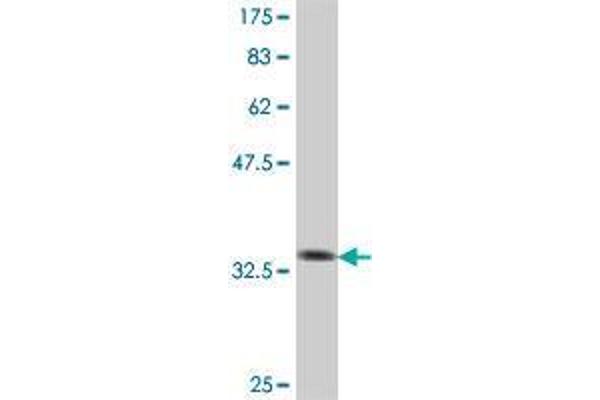 COMMD3 antibody  (AA 91-194)