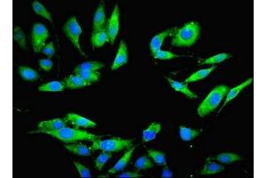 Immunofluorescence (IF) image for anti-Proteasome Subunit alpha  7 (PSMA7) (AA 5-232) antibody (ABIN7164964)