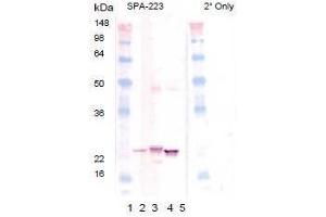 Western Blot Analysis of SPA-223: Lane 1: MWM Lane 2: SPP-225 Lane3: SPP-226 Lane4: SPP-227 Lane 5: SPP-235 (CRYAB antibody  (C-Term))