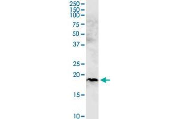 CHCHD4 antibody  (AA 1-142)
