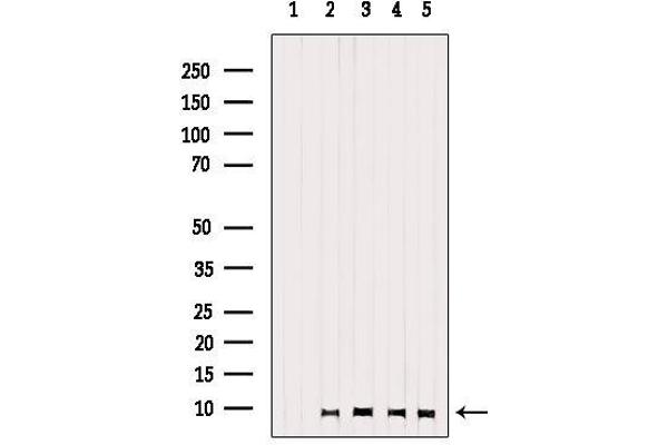 GNG13 antibody  (N-Term)