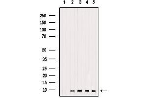 Western blot analysis of extracts from various samples, using GNG13 Antibody. (GNG13 antibody  (N-Term))