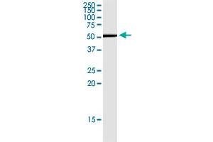 CD276 monoclonal antibody (M13), clone 4E12. (CD276 antibody  (AA 237-358))