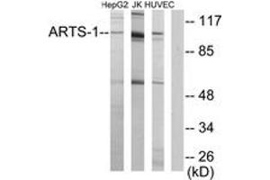 Western Blotting (WB) image for anti-Endoplasmic Reticulum Aminopeptidase 1 (ERAP1) (AA 441-490) antibody (ABIN2889781)