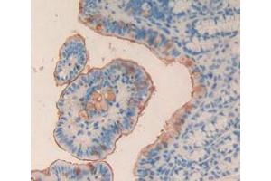 Figure. (MPL antibody  (AA 66-260))