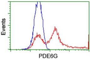 HEK293T cells transfected with either RC216236 overexpress plasmid (Red) or empty vector control plasmid (Blue) were immunostained by anti-PDE6G antibody (ABIN2455160), and then analyzed by flow cytometry. (PDE6G antibody)