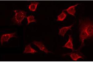 ABIN6272369 staining NIH-3T3 by IF/ICC. (OR13C8 antibody)