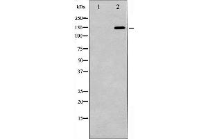 GRLF1 antibody  (pTyr1105)