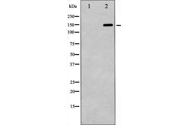 GRLF1 antibody  (pTyr1105)