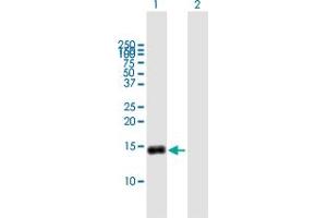 G0S2 antibody  (AA 1-103)