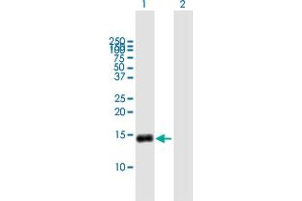 G0S2 Antikörper  (AA 1-103)