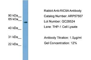 Western Blotting (WB) image for anti-Resistance To Inhibitors of Cholinesterase 8 Homolog A (C. Elegans) (RIC8A) (N-Term) antibody (ABIN2787279)