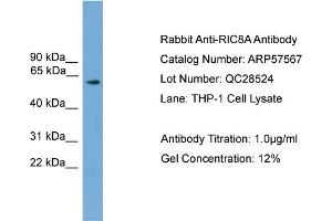 WB Suggested Anti-RIC8A  Antibody Titration: 0. (RIC8A antibody  (N-Term))