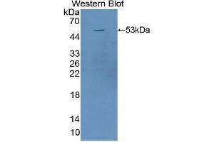 Detection of Recombinant TFR, Equine using Polyclonal Antibody to Transferrin Receptor (TFR) (Transferrin Receptor antibody  (AA 563-764))