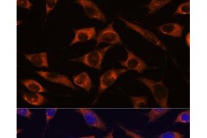 Immunofluorescence analysis of L929 cells using MMP25 Polyclonal Antibody at dilution of 1:100. (MMP25 antibody)