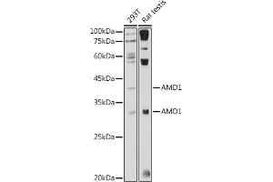 Western blot analysis of extracts of various cell lines, using  antibody (ABIN7265464) at 1:1000 dilution. (AMD1 antibody  (AA 75-334))