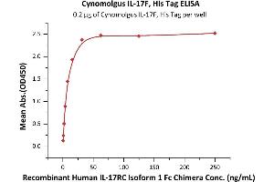 Immobilized Cynomolgus IL-17F, His Tag (ABIN6973113) at 2 μg/mL (100 μL/well) can bind Recombinant Human IL-17RC Isoform 1 Fc Chimera with a linear range of 0. (IL17F Protein (AA 31-163) (His tag))