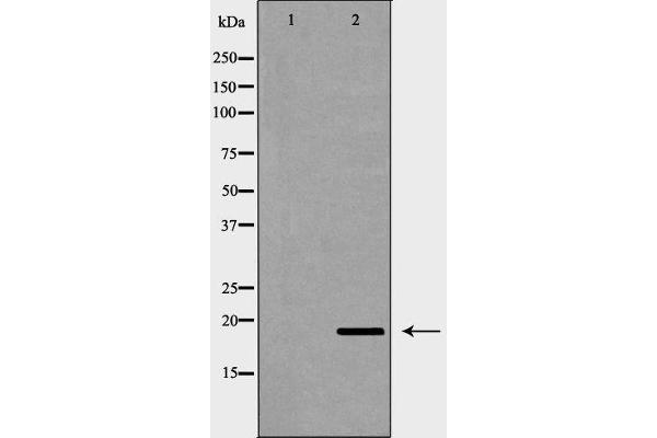 PTGES3 anticorps  (C-Term)