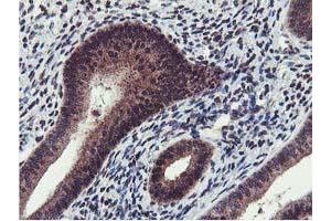 Image no. 4 for anti-Cystatin SA (CST2) antibody (ABIN1497759) (CST2 antibody)