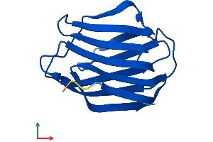 AlphaFold protein structure predicition of Human Recombinant LGALS2 Protein, UniprotID P05162 (Galectin 2 Protein (AA 1-132) (His tag))