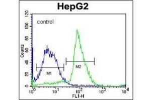 Flow cytometric analysis of K562 cells using PON2 Antibody (N-term) Cat.
