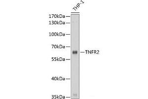 Western blot analysis of extracts of THP-1 cells using TNFR2 Polyclonal Antibody at dilution of 1:1000. (TNFRSF1B antibody)