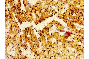 Immunohistochemistry of paraffin-embedded human adrenal gland tissue using ABIN7161453 at dilution of 1:100 (NTSR2 antibody  (AA 359-410))