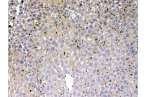IHC testing of FFPE mouse liver with PSAT1 antibody at 1ug/ml.