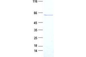 Validation with Western Blot (RAD52 Protein (Transcript Variant 3) (Myc-DYKDDDDK Tag))