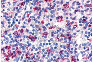 Anti-EMR3 antibody  ABIN1048552 IHC staining of human sleen, lymphocytes. (EMR3 antibody  (N-Term))