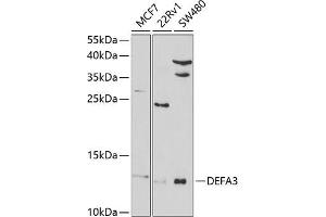 Western blot analysis of extracts of various cell lines, using DEF antibody (ABIN6131989, ABIN6139524, ABIN6139525 and ABIN6220973) at 1:1000 dilution. (DEFa3 antibody  (AA 20-94))