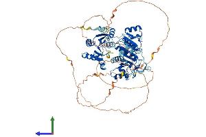 AlphaFold protein structure predicition of Human Recombinant DDX17 Protein, UniprotID Q92841 (DDX17 Protein (AA 1-729) (His tag))