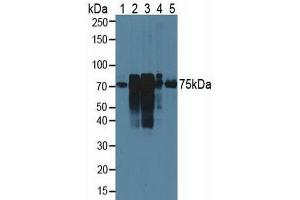 Figure. (Cortactin antibody  (AA 1-509))