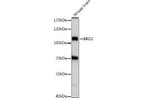 Western blot analysis of extracts of mouse brian, using BRD2 antibody (ABIN7265939) at 1:1000 dilution. (BRD2 antibody  (AA 1-100))