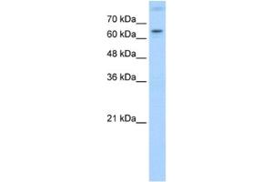 Western Blotting (WB) image for anti-RAR-Related Orphan Receptor A (RORA) antibody (ABIN2462862) (RORA antibody)