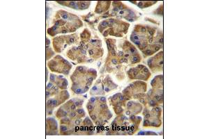CCDC90B Antibody (Center) (ABIN656969 and ABIN2846153) immunohistochemistry analysis in formalin fixed and paraffin embedded human pancreas tissue followed by peroxidase conjugation of the secondary antibody and DAB staining.