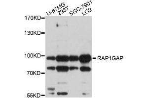 Western blot analysis of extracts of various cells, using RAP1GAP antibody.