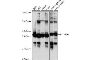 Western blot analysis of extracts of various cell lines, using MTHFD2 antibody (ABIN6132367, ABIN6144144, ABIN6144145 and ABIN6214625) at 1:1000 dilution. (MTHFD2 antibody  (AA 40-250))